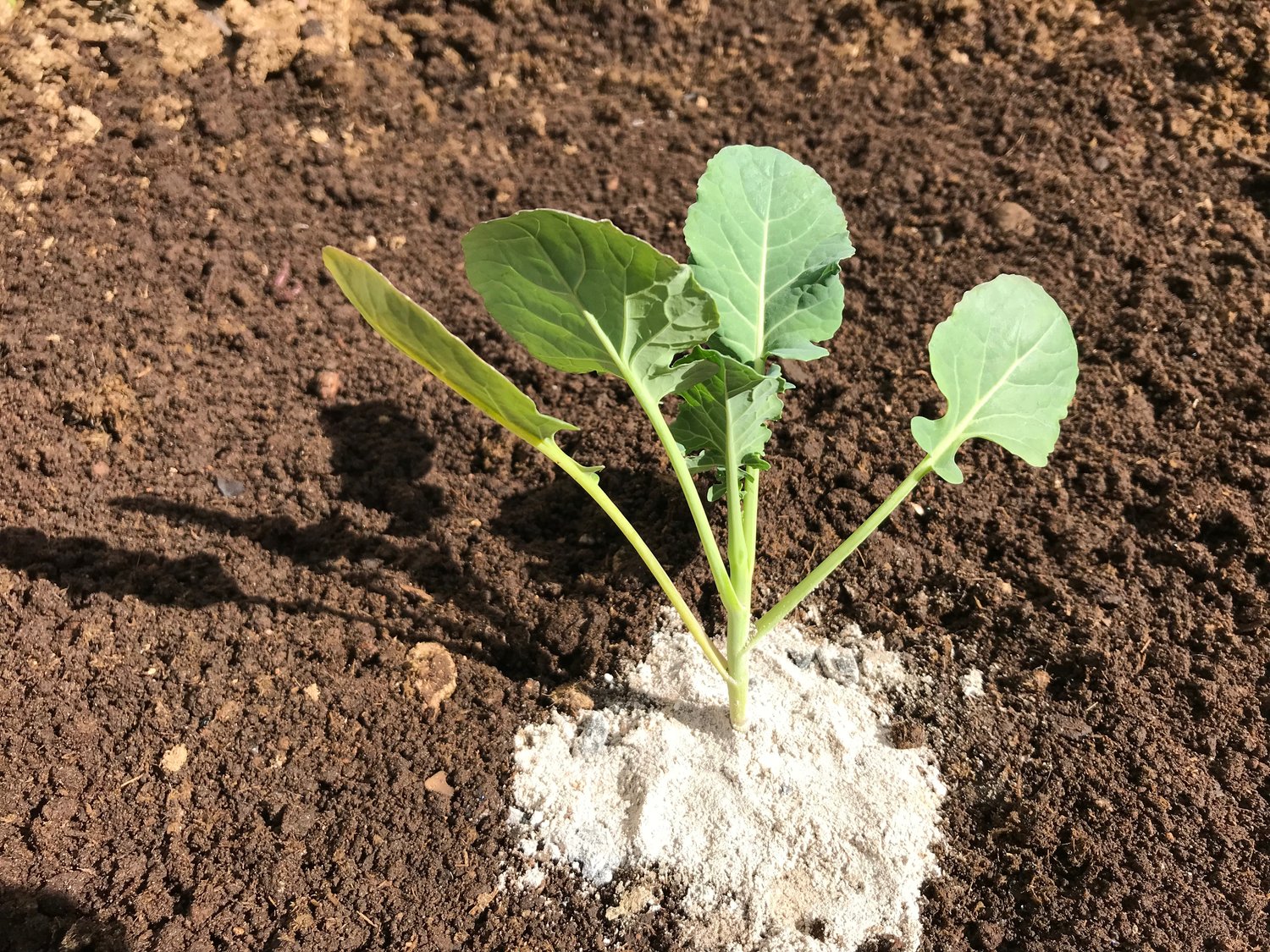 This young broccoli plant is hiding its roots from a cabbage root fly under a handful of wood ashes.